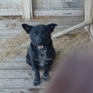 Buddy Cattle Dog Dog