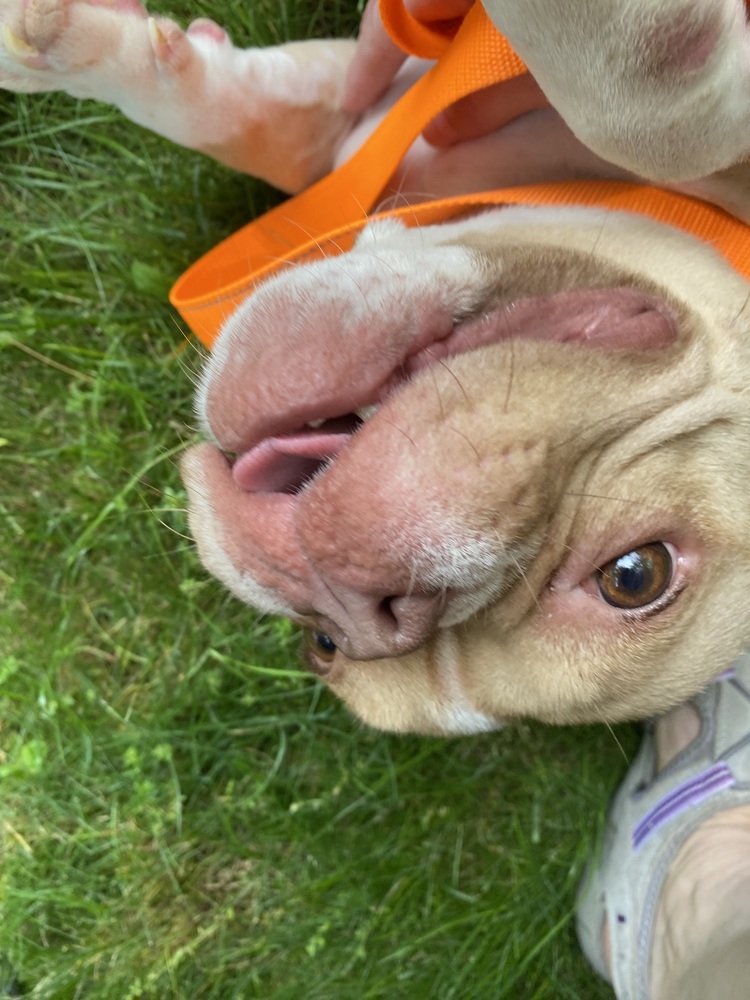 Petunia