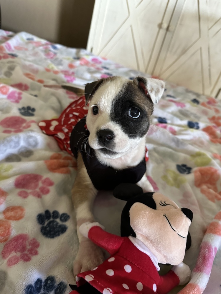 Minnie