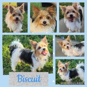 Biscuit, Adult Male unknown