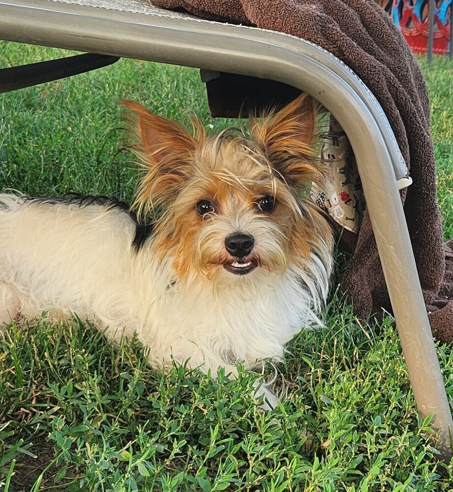 Biscuit