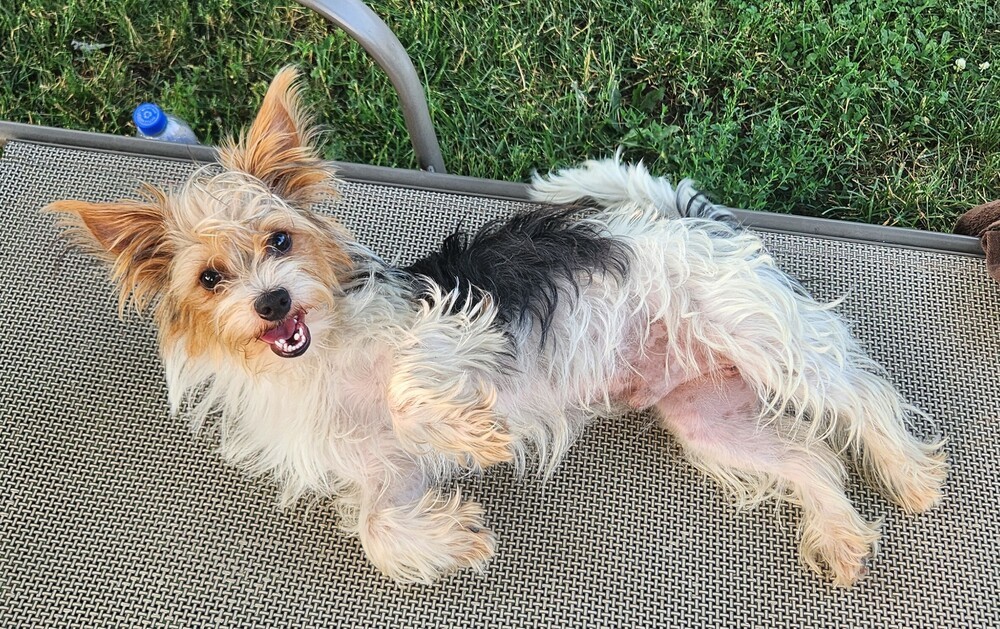 Biscuit