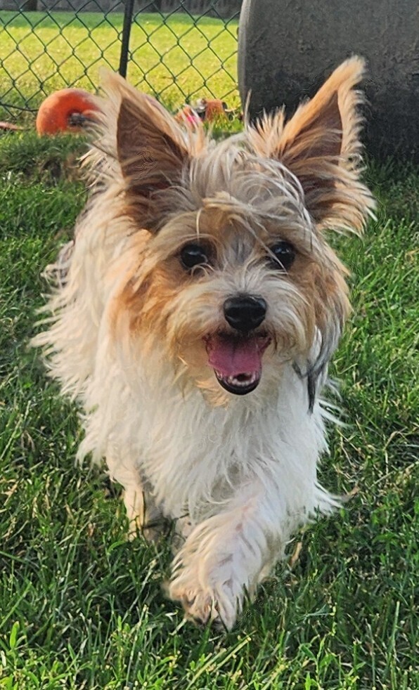 Biscuit