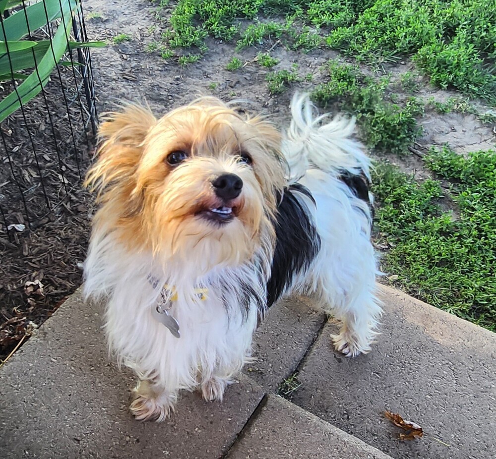 Biscuit