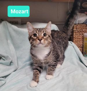 Mozart, Baby Male unknown