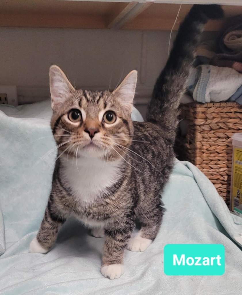 Mozart