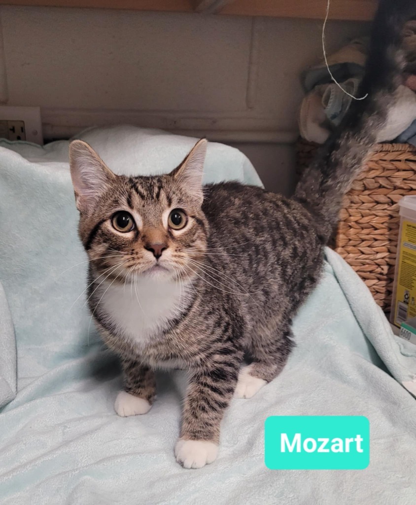 Mozart