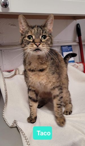 Taco, Adult Female unknown