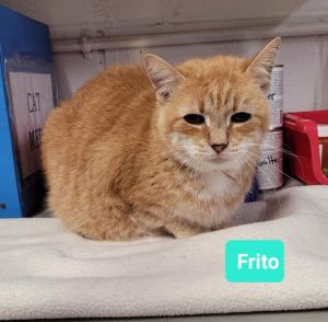 Frito, Adult Male unknown