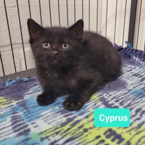 Cyprus, Baby Male unknown