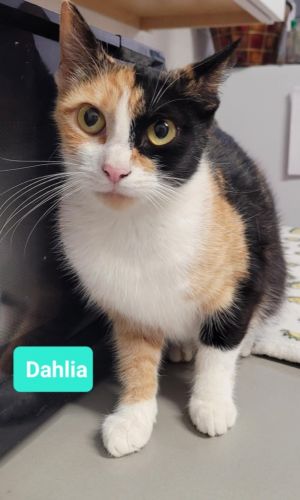 Dahlia, Adult Female unknown