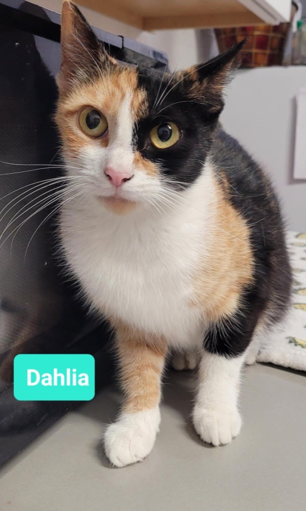 Dahlia