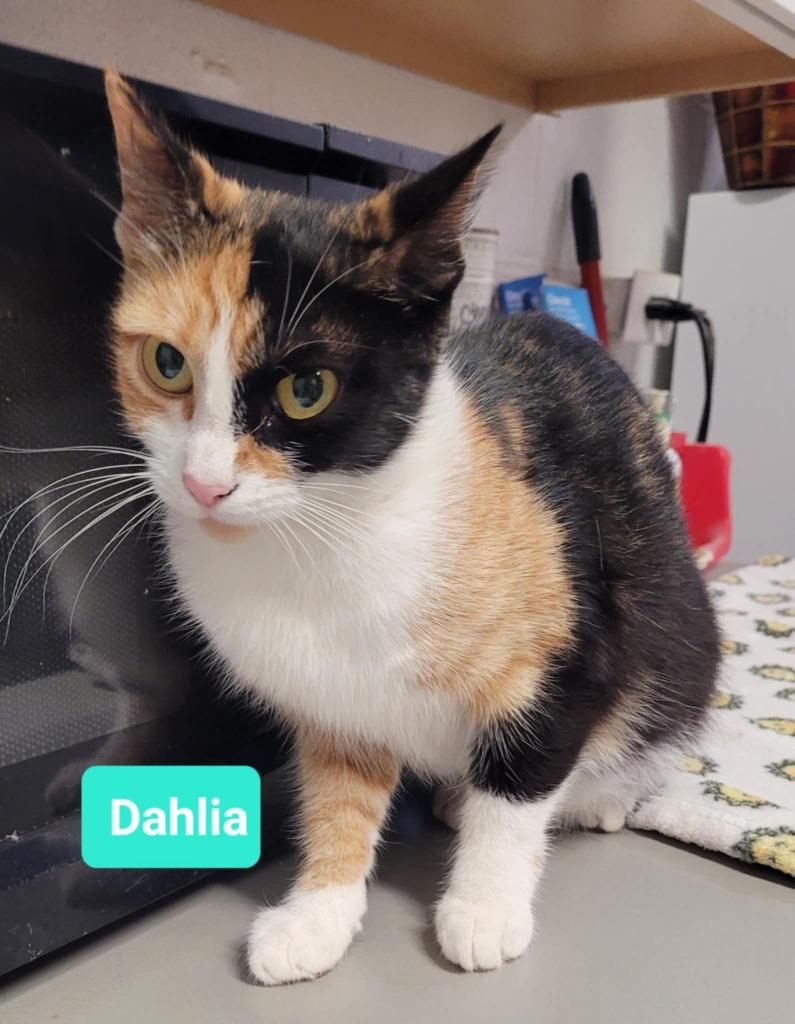 Dahlia