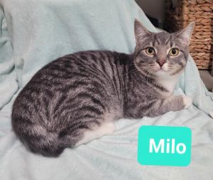 Milo, Baby Male unknown
