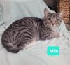 Milo photo 2