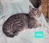 Milo photo 3
