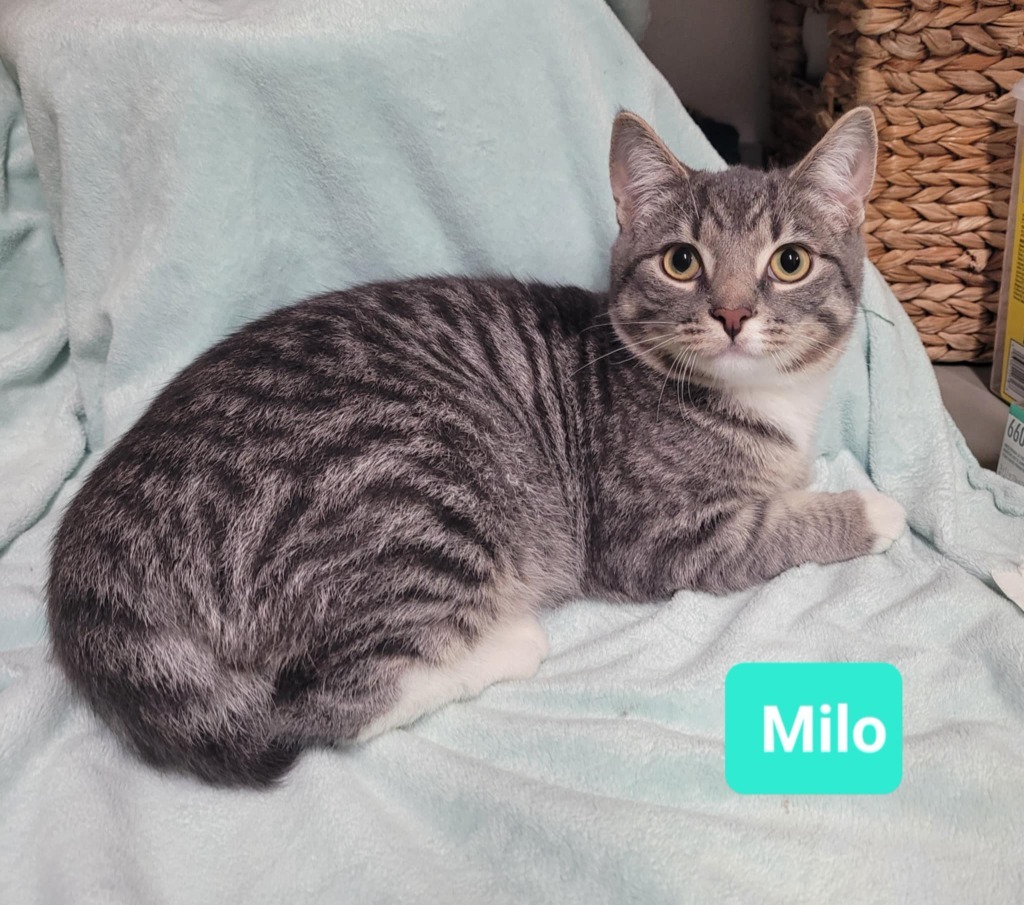 Milo