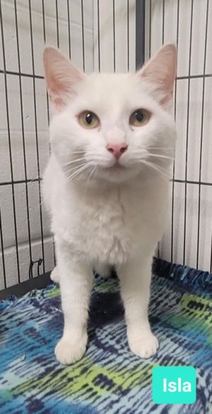 Isla, Adult Female unknown