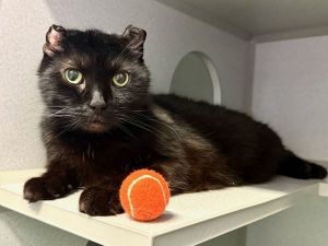 Crinkle Domestic Short Hair Cat
