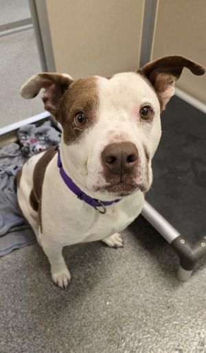 Sunshine Pit Bull Terrier Dog