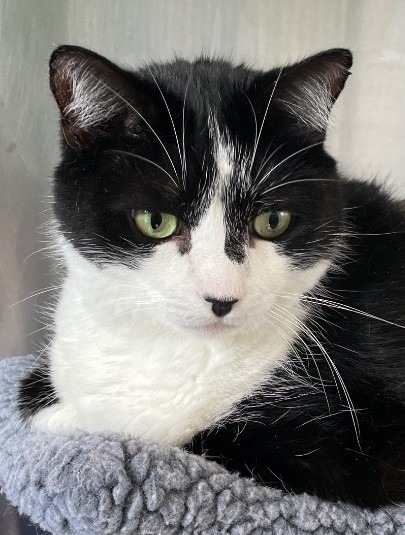 TJ, an adoptable Domestic Short Hair in Cumberland, ME, 04021 | Photo Image 1