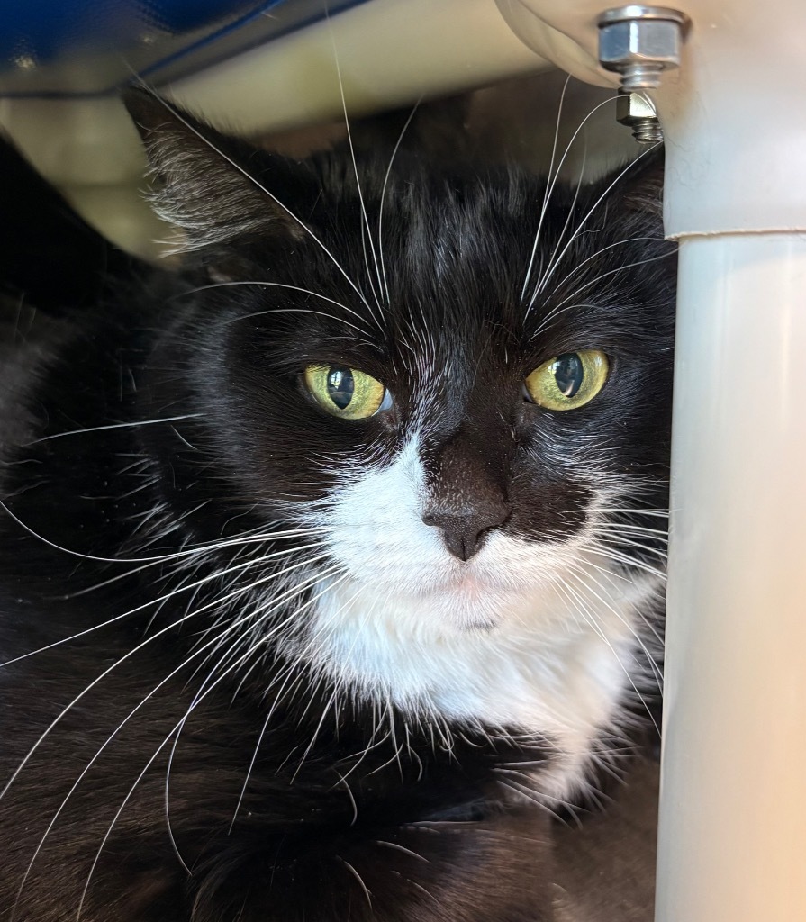 Carly, an adoptable Domestic Short Hair in Cumberland, ME, 04021 | Photo Image 1