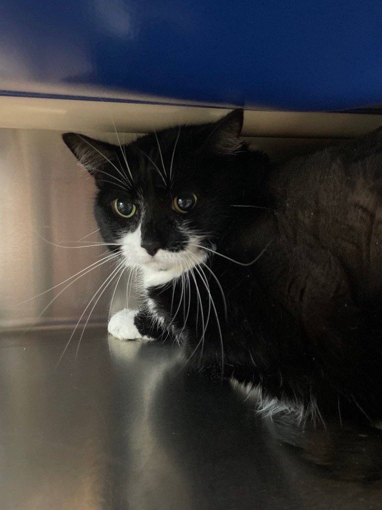 Carly, an adoptable Domestic Short Hair in Cumberland, ME, 04021 | Photo Image 2
