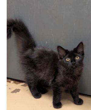 Bagheera, Baby Female unknown