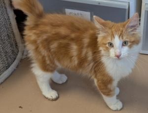 Cheeto, Baby Male unknown