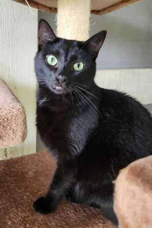 Kuro, Adult Female unknown