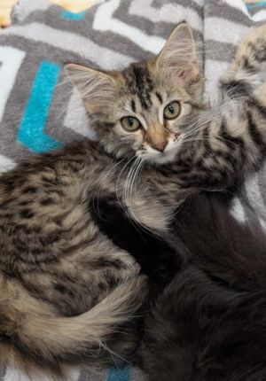 Moonbeam, Baby Female unknown