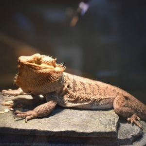 Elijah, Adult Male unknown