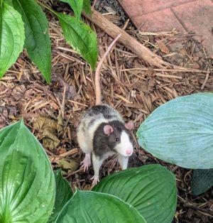Peanut, Adult Male unknown