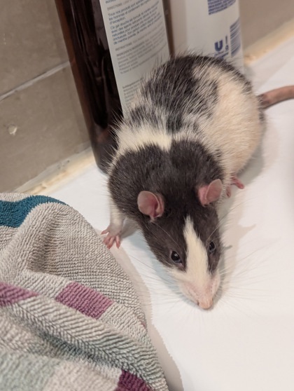 Peanut