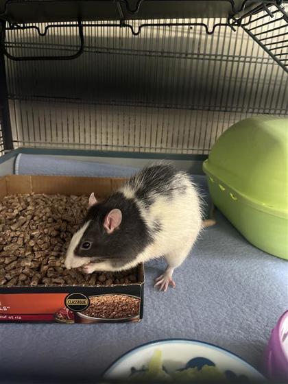 Peanut