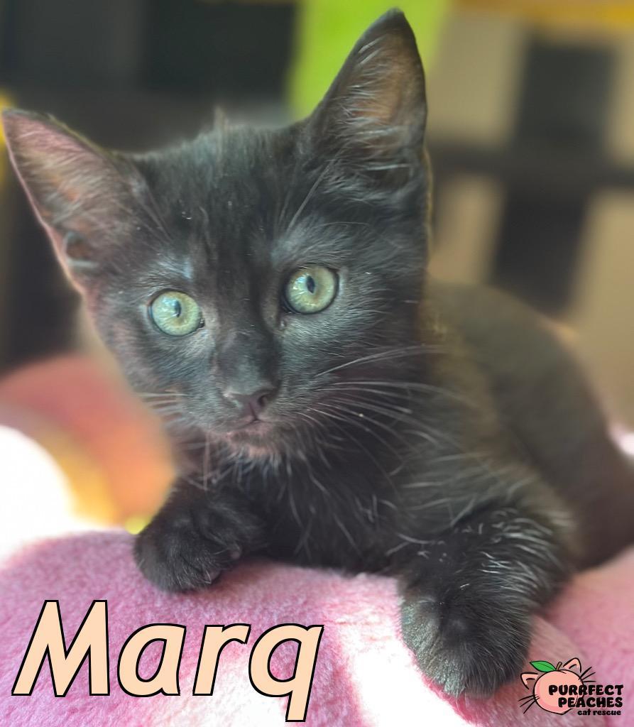 Marq