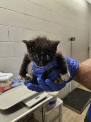 58845118, Baby Female unknown