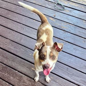 Are you looking for a companion whos equal parts athlete adventurer and affectionate goofball Sa