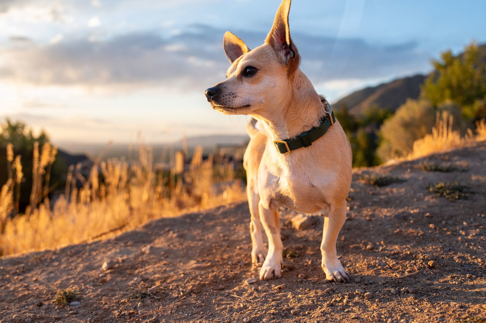 Ignacio, an adoptable Chihuahua in Salt Lake City, UT, 84171 | Photo Image 1