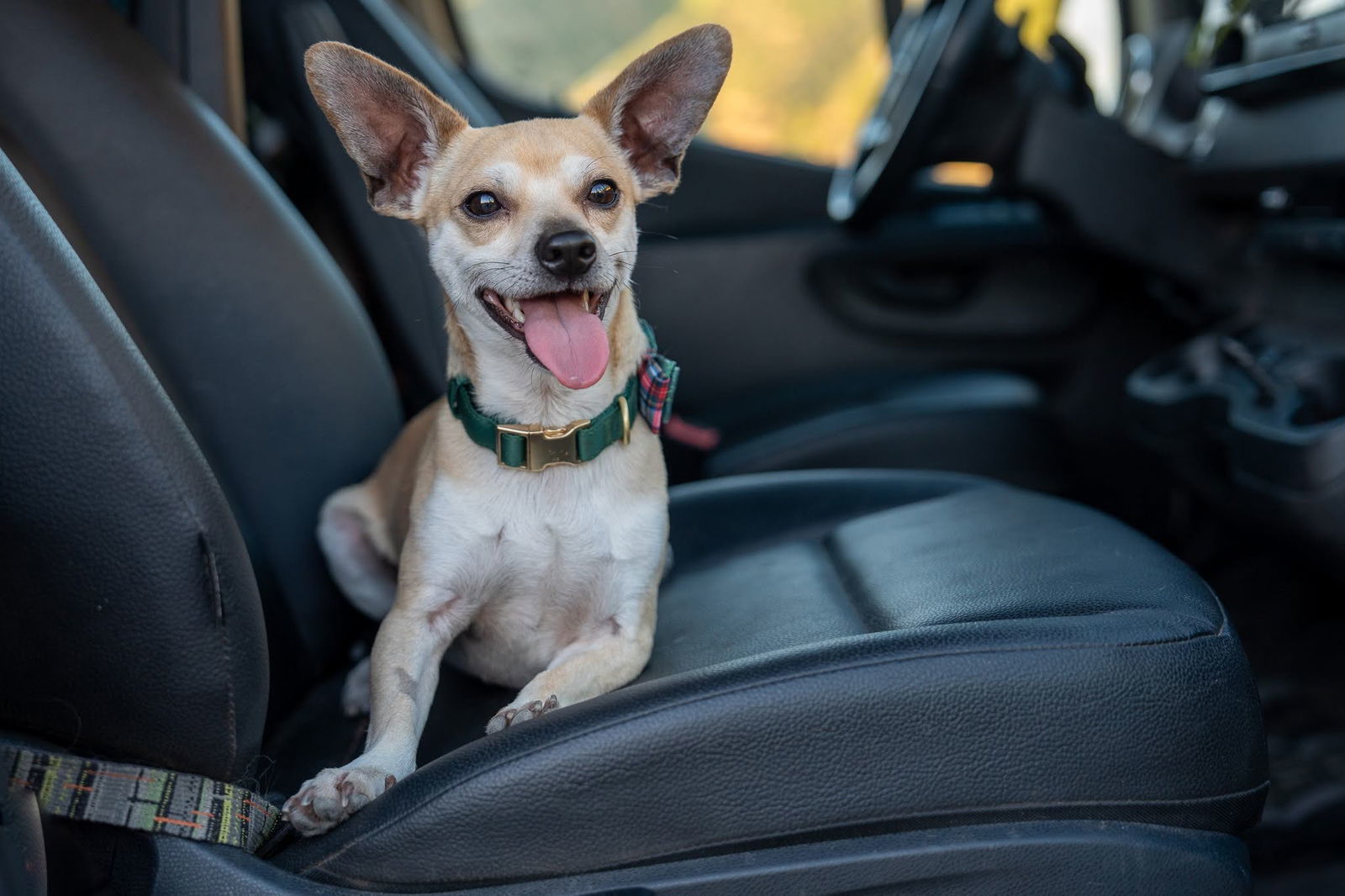 Ignacio, an adoptable Chihuahua in Salt Lake City, UT, 84171 | Photo Image 2