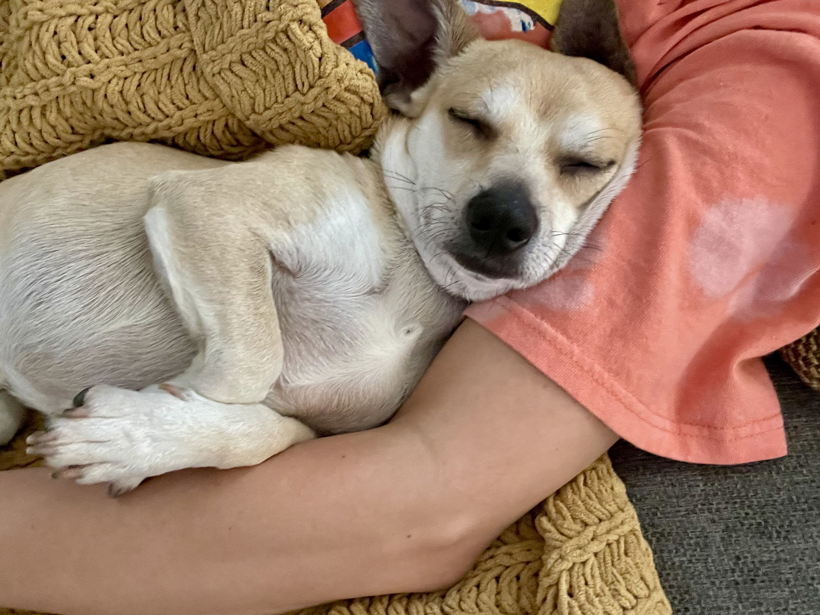 Ignacio, an adoptable Chihuahua in Salt Lake City, UT, 84171 | Photo Image 3