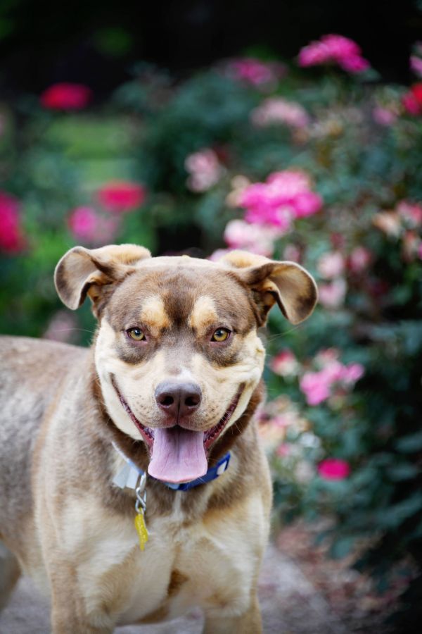 Pet Image
