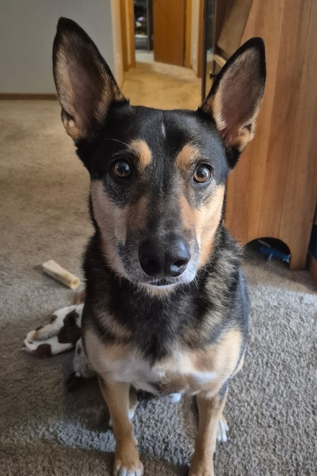 Baxter, an adoptable German Shepherd Dog, Collie in St. Cloud, MN, 56301 | Photo Image 1