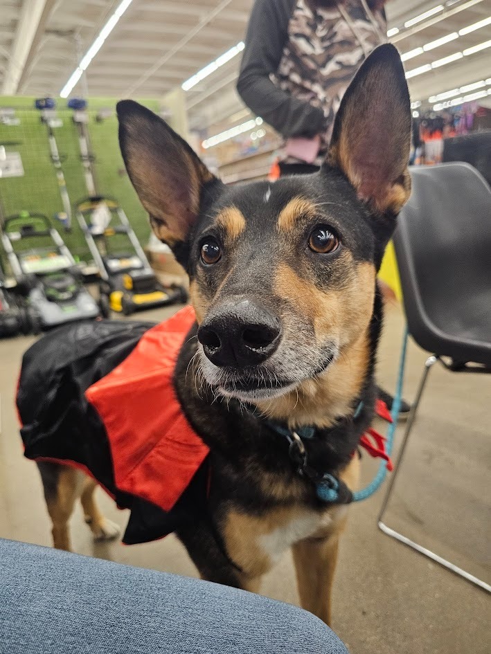 Baxter, an adoptable German Shepherd Dog, Collie in St. Cloud, MN, 56301 | Photo Image 2