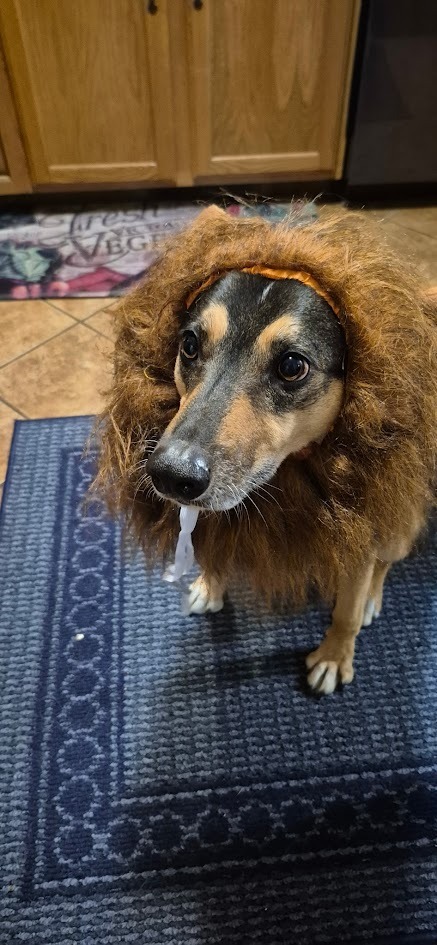 Baxter, an adoptable German Shepherd Dog, Collie in St. Cloud, MN, 56301 | Photo Image 3