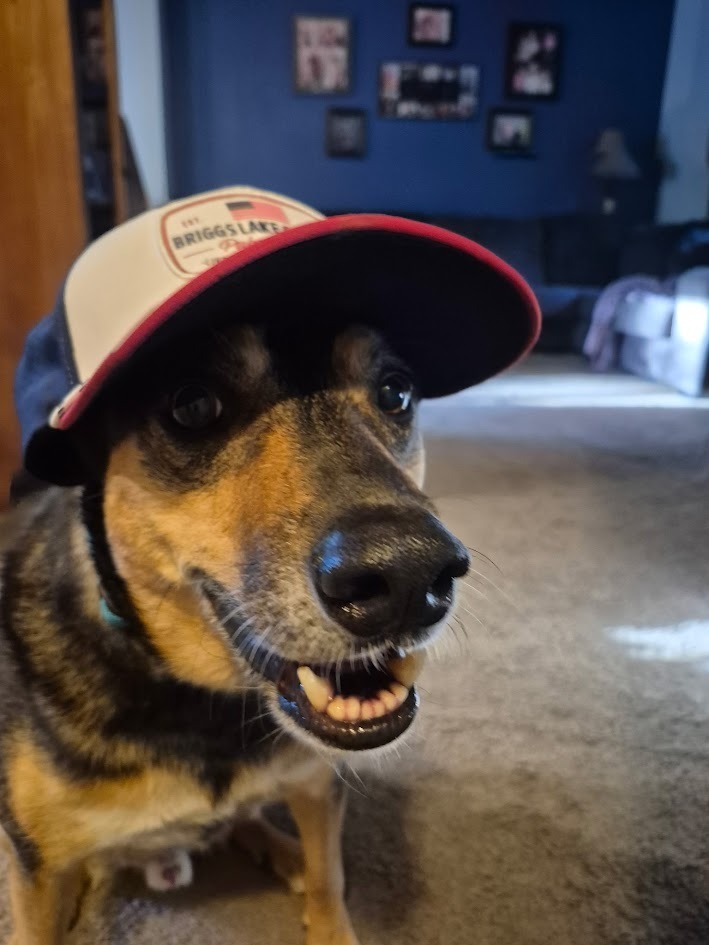 Baxter, an adoptable German Shepherd Dog, Collie in St. Cloud, MN, 56301 | Photo Image 4