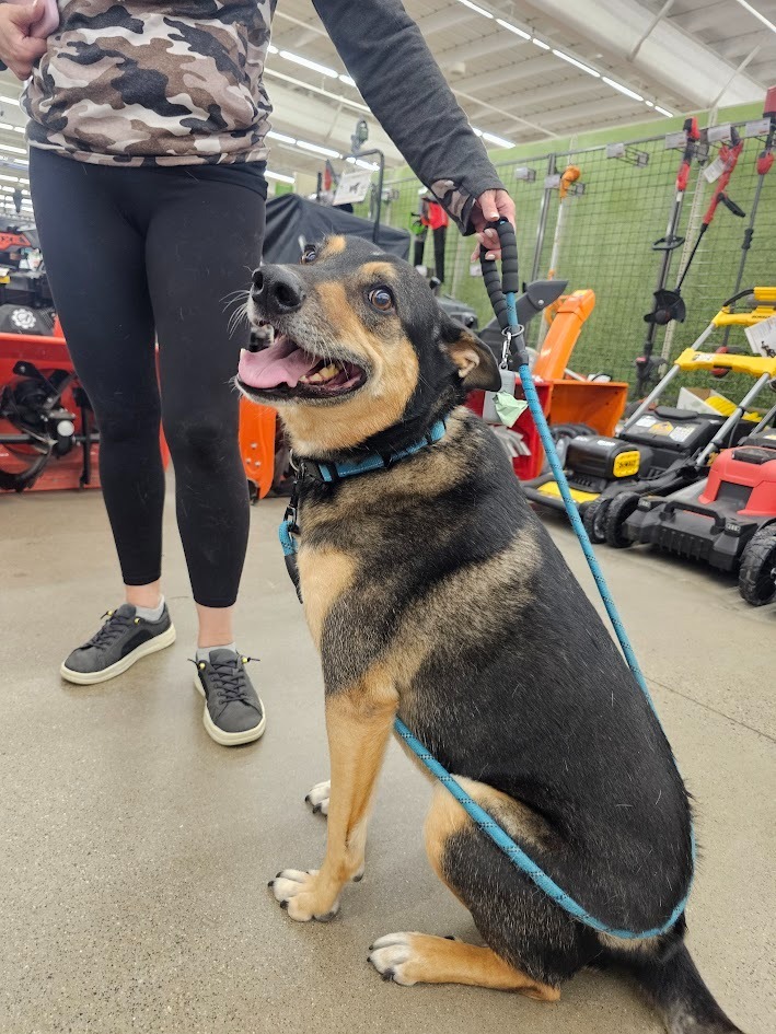 Baxter, an adoptable German Shepherd Dog, Collie in St. Cloud, MN, 56301 | Photo Image 5