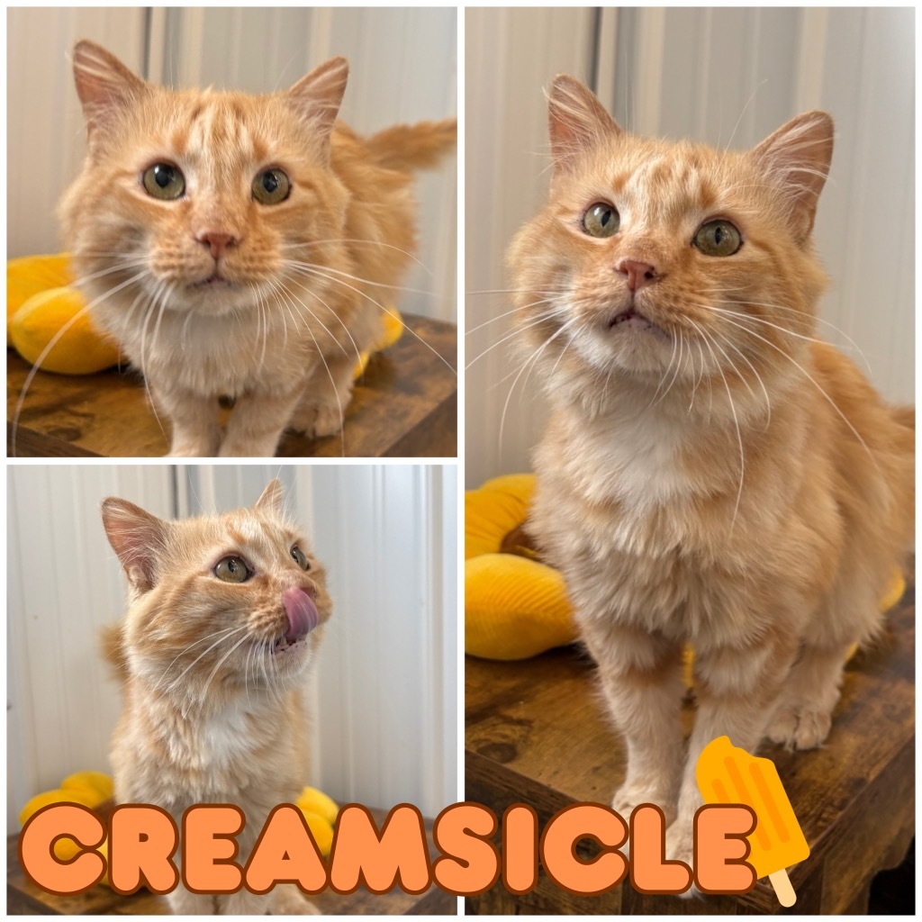 Creamsicle