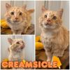 Creamsicle photo 1