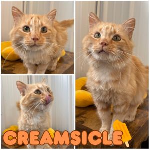 Creamsicle, Adult Male unknown